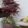 Pixie Dwarf Red Japanese Maple - 3 Gallon Pot
