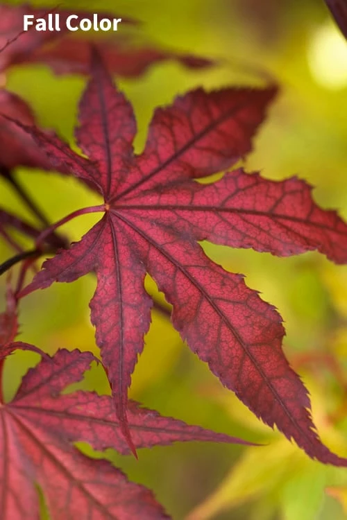 Purple Ghost Japanese Maple - 5 Gallon Pot - Image 4