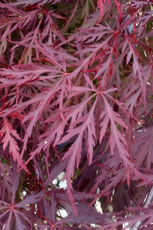 Red Dragon Dwarf Japanese Maple - 1 Gallon Pot - Image 6