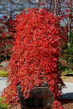 Ryusen Weeping Japanese Maple - 3 Gallon Pot