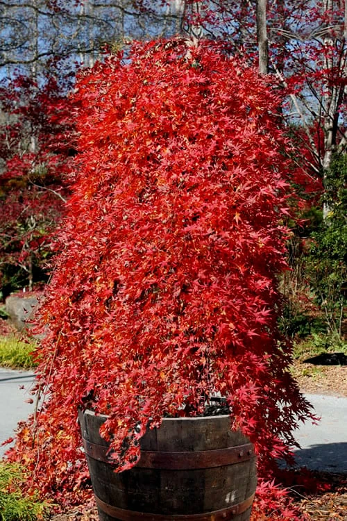 Ryusen Weeping Japanese Maple - 5 Gallon Pot