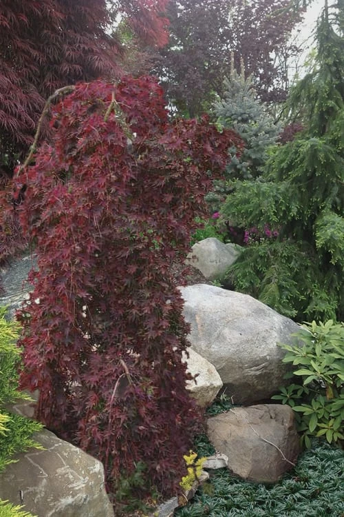 Ryusen Weeping Japanese Maple - 5 Gallon Pot - Image 5