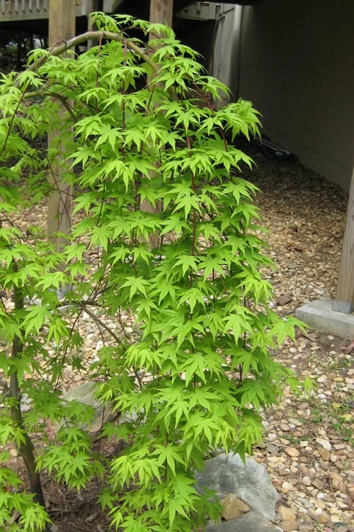 Ryusen Weeping Japanese Maple - 5 Gallon Pot - Image 6