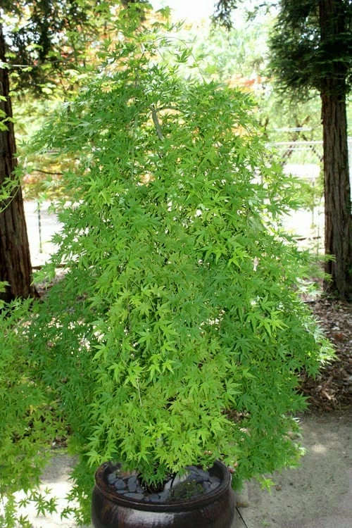 Ryusen Weeping Japanese Maple - 5 Gallon Pot - Image 8
