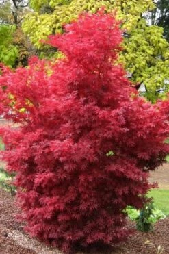Skeeter's Broom Japanese Maple - 2 Gallon Pot