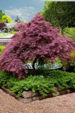 Tamukeyama Dwarf Red Japanese Maple - 5 Gallon Pot