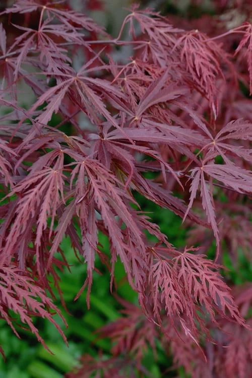 Tamukeyama Dwarf Red Japanese Maple - 1 Gallon Pot - High Grafted Tree Form - Image 4