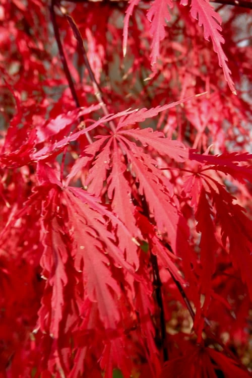 Tamukeyama Dwarf Red Japanese Maple - 3 Gallon Pot (High Grafted Tree Form) - Image 5
