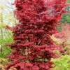 Twombly's Red Sentinel Japanese Maple - 3 Gallon Pot