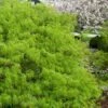 Viridis Dwarf Green Japanese Maple - 5 Gallon Pot