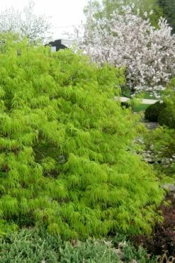 Viridis Dwarf Green Japanese Maple - 2 Gallon Pot