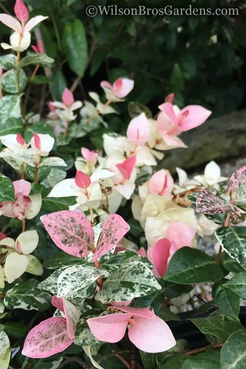 Snow N Summer Asiatic Jasmine - 15 Count Flat Of Quart Pots - Image 4