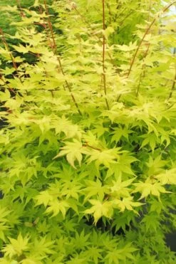 Summer Gold Japanese Maple - 3 Gallon Pot