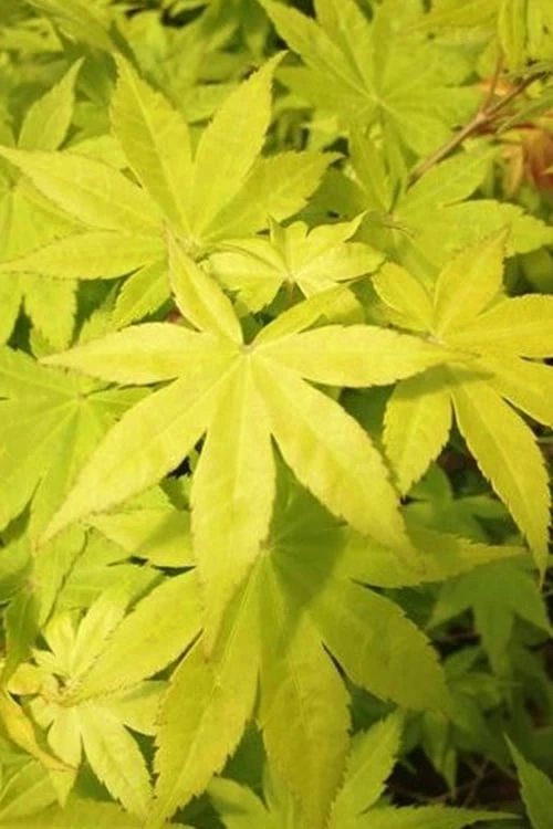 Summer Gold Japanese Maple - 3 Gallon Pot - Image 4