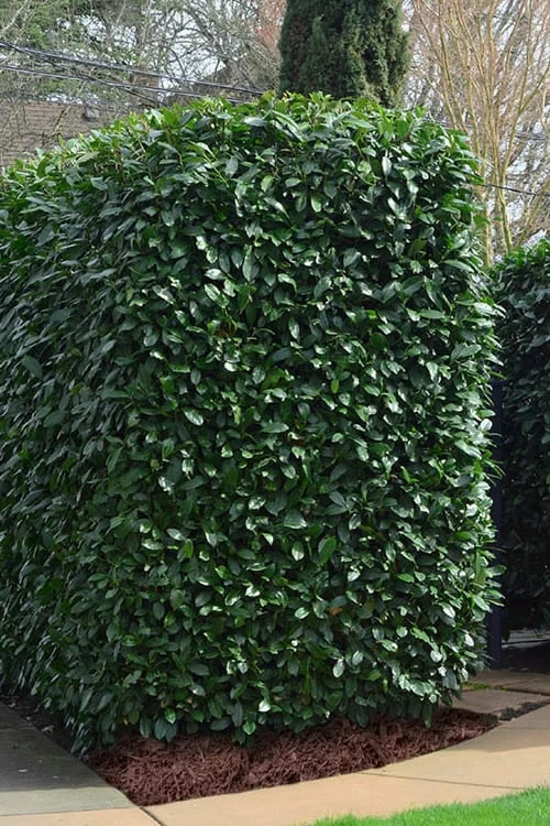 Schip Laurel (Prunus Laurocersasus 'Schipkaensis') - 2 Gallon Pot - Image 4