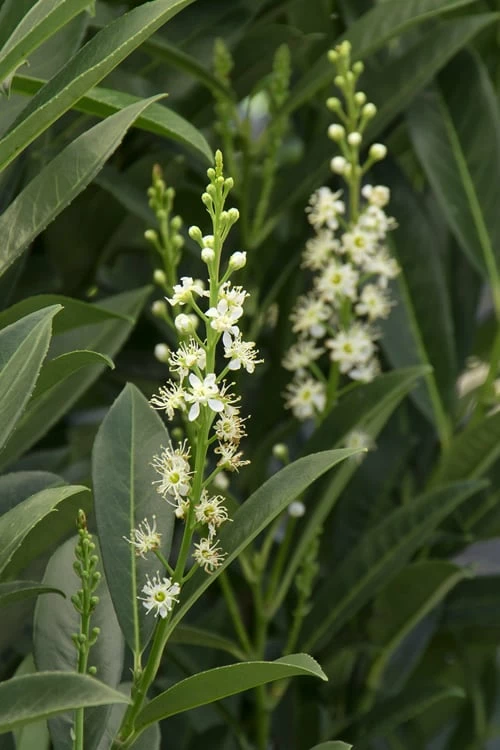Schip Laurel (Prunus Laurocersasus 'Schipkaensis') - 1 Gallon Pot - Image 6