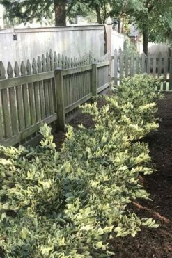 Jack Frost Ligustrum (Privet) - 3 Gallon Pot