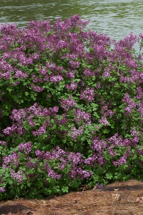 Bloomerang Dark Purple Lilac - 2 Gallon Pot - Image 5