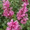 Bloomerang Dwarf Pink Lilac - 5 Pack Of Quart Pots