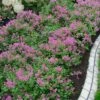 Bloomerang Dwarf Purple Lilac - 3 Gallon Pot