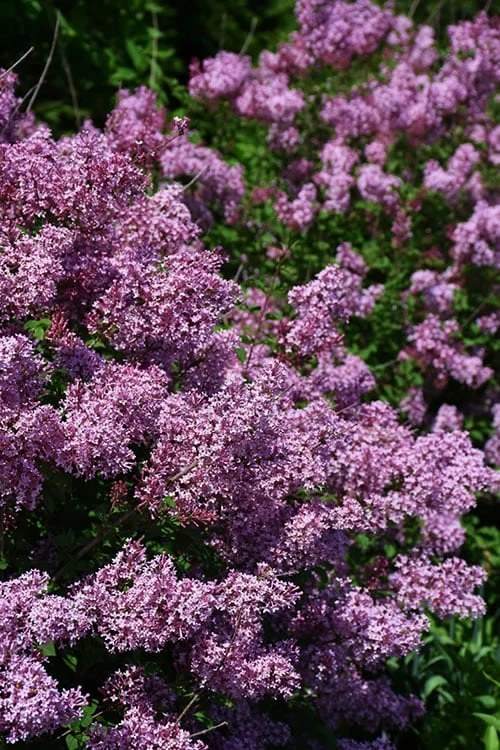 Bloomerang Dwarf Purple Lilac - 3 Gallon Pot - Image 4