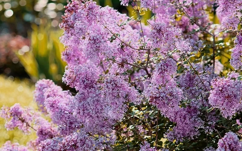 Bloomerang Dwarf Purple Lilac - 2 Gallon Pot - Image 5