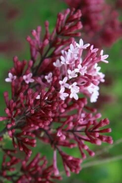 Red Pixie Lilac - Syringa Hybrid - 3 Gallon Pot