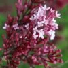Red Pixie Lilac - Syringa Hybrid - 1 Gallon Pot