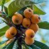 Loquat Tree (Eriobotrya Japonica) - 7 Gallon Pot (6-7')