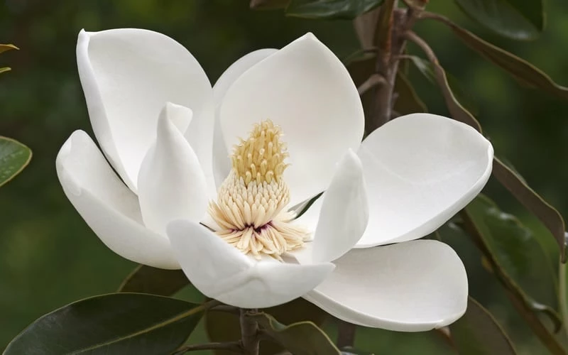 Alta Southern Magnolia - 5 Gallon Pot - Image 5
