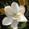 Kay Parris Southern Magnolia - 3 Gallon Pot