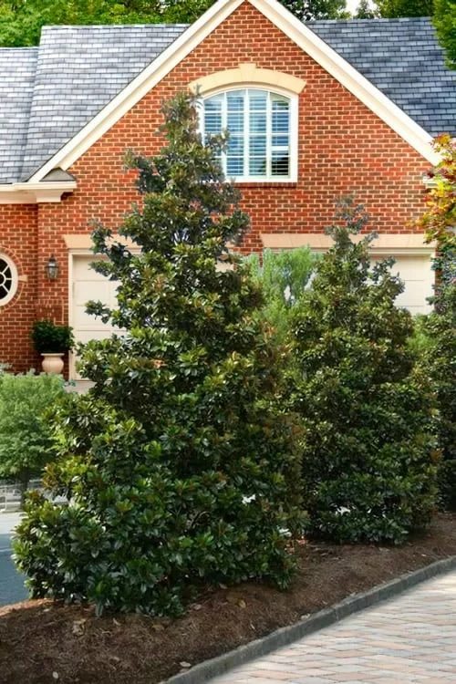 Kay Parris Southern Magnolia - 7 Gallon Pot (4-5') - Image 4