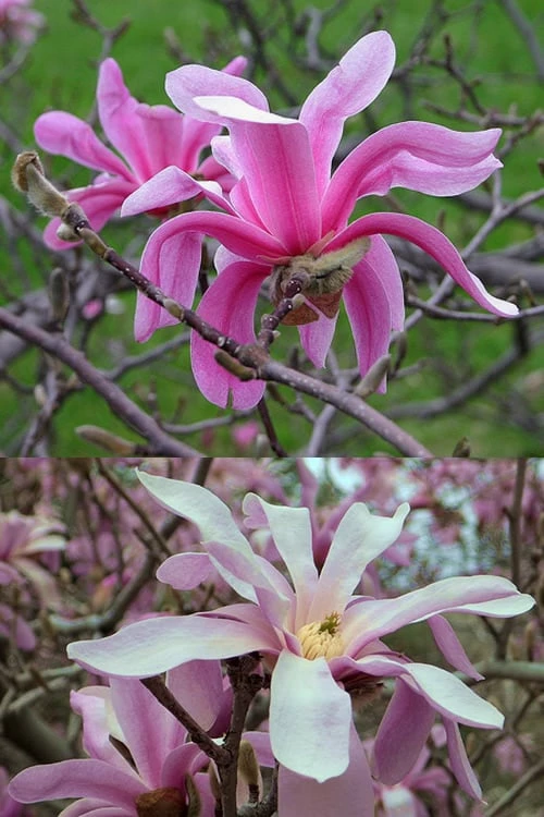 Leonard Messel Star Magnolia - 3 Gallon Pot - Image 8