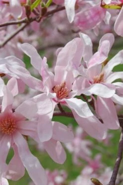 Leonard Messel Star Magnolia - 3 Gallon Pot