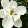 Little Gem Dwarf Southern Magnolia - 7 Gallon Pot (3-4')