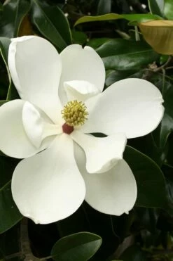 Little Gem Dwarf Southern Magnolia - 7 Gallon Pot (3-4')