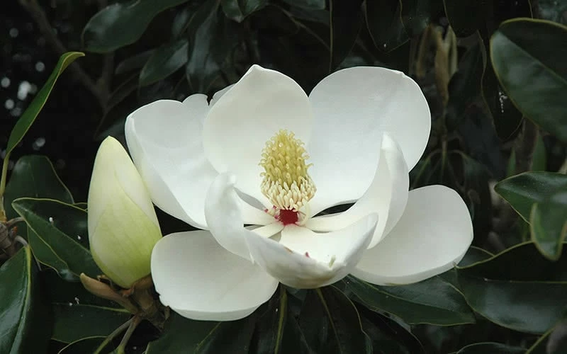 Kay Parris Southern Magnolia - 7 Gallon Pot (4-5') - Image 8