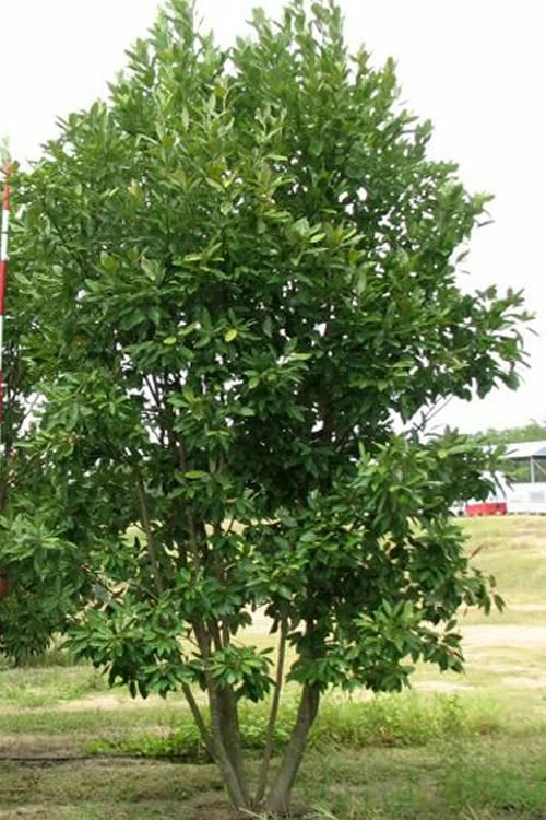 Moonglow Sweetbay Magnolia Tree (Magnolia Virginiana 'Jim Wilson') - 7 Gallon Pot (3-4') - Image 4