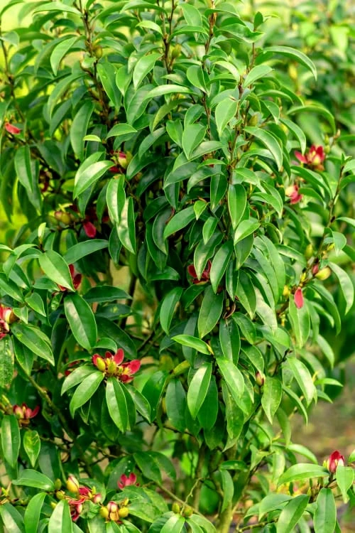 Stellar Ruby Magnolia X Figo - Banana Shrub Hybrid - 7 Gallon Pot (2-3') - Image 4