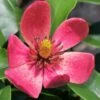 Stellar Ruby Magnolia X Figo - Banana Shrub Hybrid - 2 Gallon Pot
