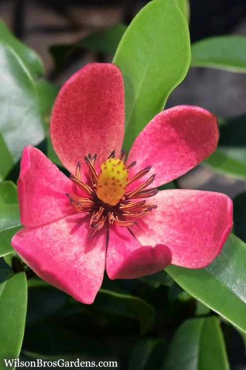 Stellar Ruby Magnolia X Figo - Banana Shrub Hybrid - 7 Gallon Pot (2-3')
