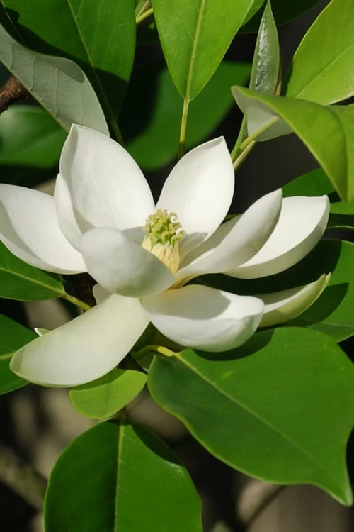 Sweetbay Magnolia - 7 Gallon Pot (5-6') - Image 7