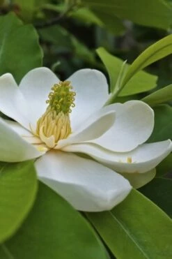 Southern Sweetbay Swamp Magnolia (M.v.australis) - 5 Gallon Pot