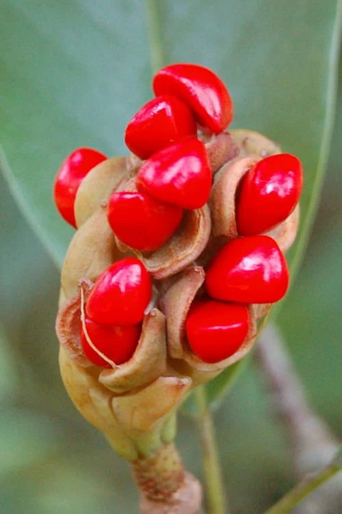 Sweetbay Magnolia - 7 Gallon Pot (5-6') - Image 6