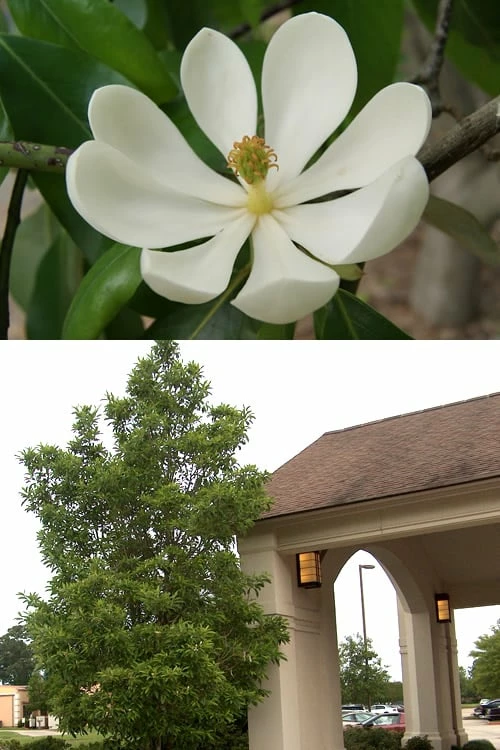Sweetbay Magnolia - 7 Gallon Pot (5-6') - Image 5