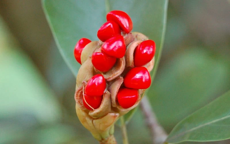 Moonglow Sweetbay Magnolia Tree (Magnolia Virginiana 'Jim Wilson') - 7 Gallon Pot (3-4') - Image 5