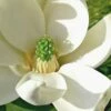 Moonglow Sweetbay Magnolia Tree (Magnolia Virginiana 'Jim Wilson') - 7 Gallon Pot (4-5')