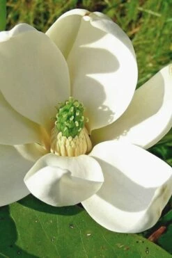 Moonglow Sweet Bay Magnolia Tree (Magnolia Virginiana 'Jim Wilson') - 7 Gallon Pot (6-7')