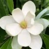 Northern Belle Sweetbay Magnolia Tree - Magnolia Virginiana - 3 Gallon Pot