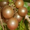 Carlos Bronze Muscadine Grape Vine - 6 Pack Of 1 Gallon Pots